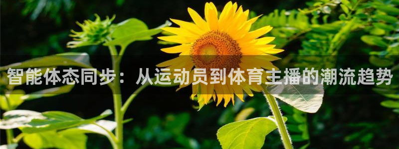 24直播网免费体育直播高清