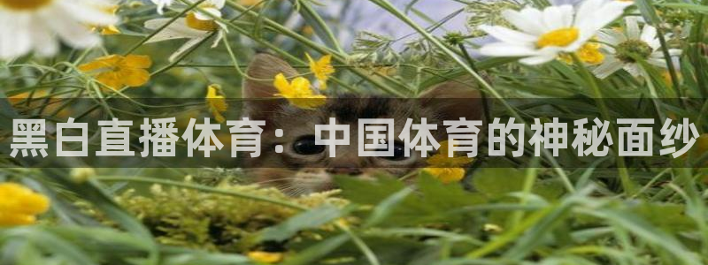 24直播网官网下载