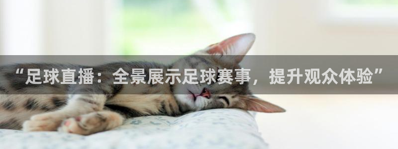 24直播网体育在线直播
